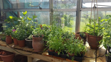 Allemaal 1 jarige kweekplantjes voor buiten